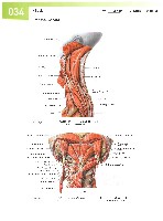 Sobotta  Atlas of Human Anatomy  Trunk, Viscera,Lower Limb Volume2 2006, page 41